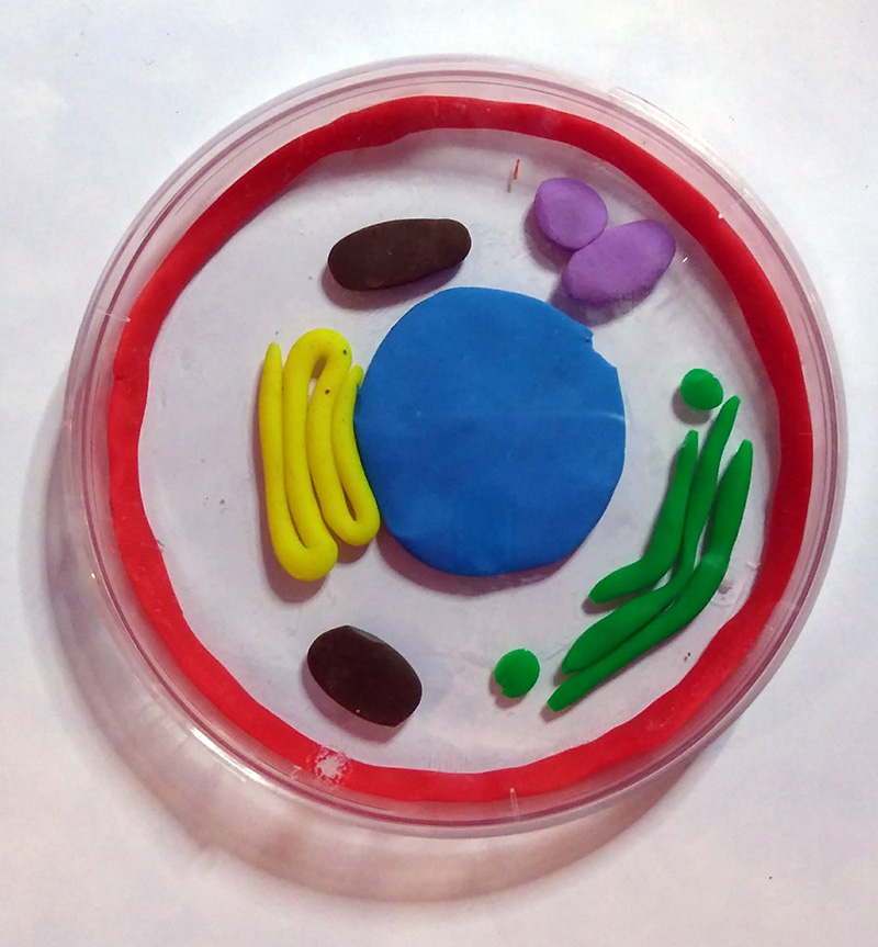 Cell_3D_modelling-2 (2)